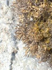 Selaginella sanguinolenta