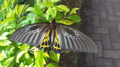 Troides minos