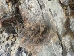 Phlojodicarpus sibiricus