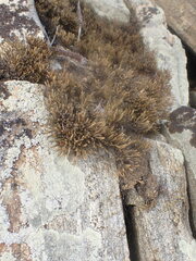 Selaginella sanguinolenta
