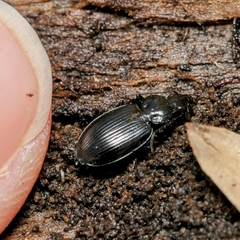 Agonum