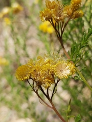 Chrysocephalum semipapposum