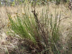 Chrysocephalum semipapposum