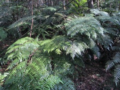 Gymnosphaera podophylla