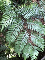 Gymnosphaera podophylla