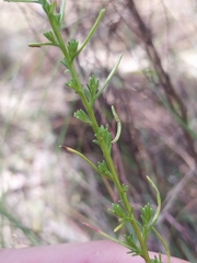 Chrysocephalum semipapposum