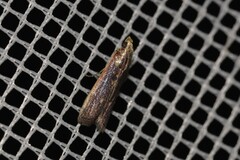 Cathyalia pallicostalis