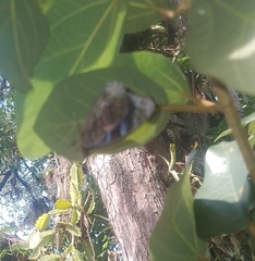 Eunica volumna