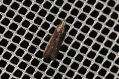 Cathyalia pallicostalis