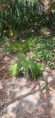Coccothrinax barbadensis
