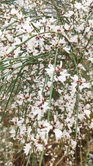 Retama monosperma
