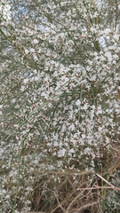 Retama monosperma