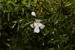 Westringia rupicola