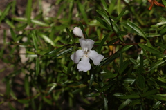 Westringia rupicola