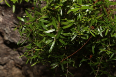 Westringia rupicola