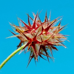 Trifolium stellatum