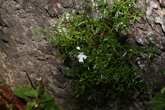 Westringia rupicola