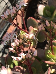 Apis mellifera