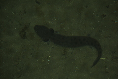 Necturus maculosus