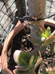 Apis mellifera