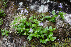 Veronica morrisonicola