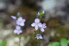 Veronica morrisonicola