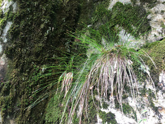 Trichophorum subcapitatum