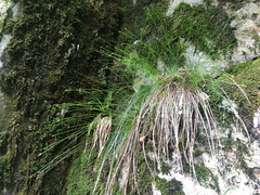 Trichophorum subcapitatum