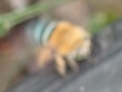 Amegilla cingulata
