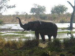 Loxodonta