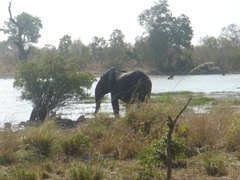 Loxodonta
