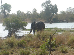 Loxodonta