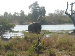 Loxodonta