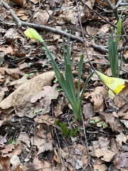 Narcissus pseudonarcissus