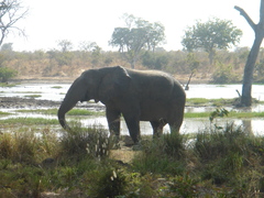 Loxodonta