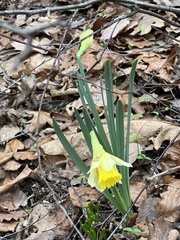 Narcissus pseudonarcissus