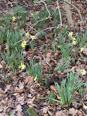 Narcissus pseudonarcissus