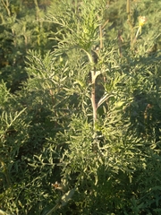Ambrosia tenuifolia