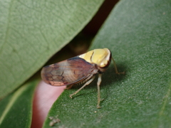 Brunotartessus fulvus