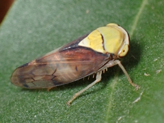 Brunotartessus fulvus