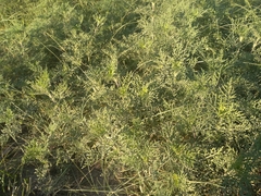 Ambrosia tenuifolia