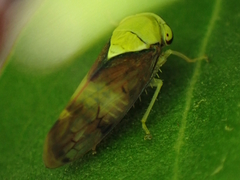 Brunotartessus fulvus