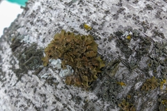 Melanohalea exasperatula