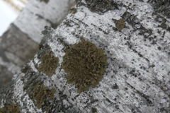 Melanohalea exasperatula