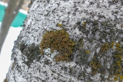 Melanohalea exasperatula