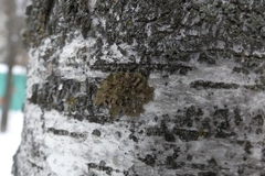 Melanohalea exasperatula