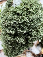 Cladonia caespiticia