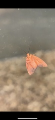 Virbia aurantiaca