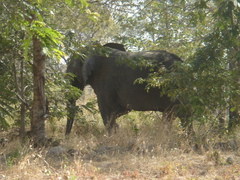 Loxodonta