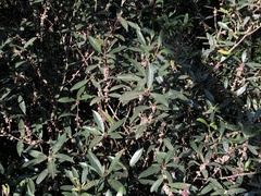 Myrsine seguinii
